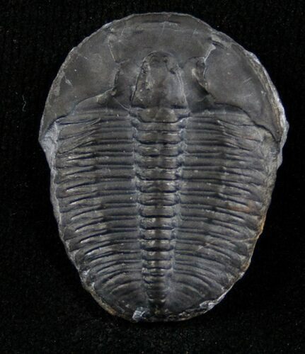 Elrathia Trilobite - Utah #6685